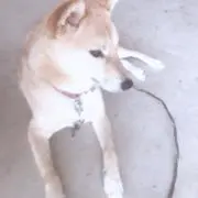 mili