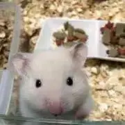 ミニミニの画像
