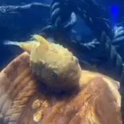 ハコフクの画像