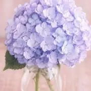 meriiiの画像