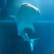 ちーかまの画像
