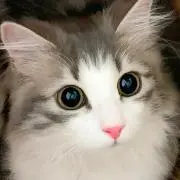 ひんで50