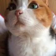 クーちゃんのママの画像