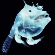 あずさ