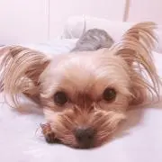 Bowwowの画像