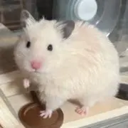やまの画像
