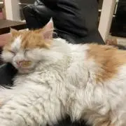 ハルユヅ