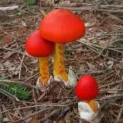 トミーの画像