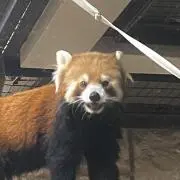 ここゆきの画像