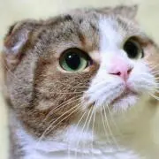 とんぼいの画像