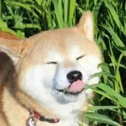 ぬ