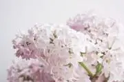 ryoの画像