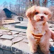 なんちゃんの画像