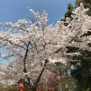 ちゃぼ