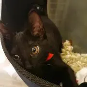猫又黒子の画像
