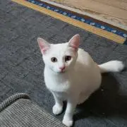 まさるの画像