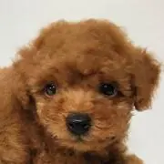もっぷの画像