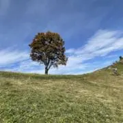 cazの画像