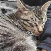 みかんの画像