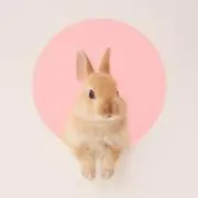 ねここ