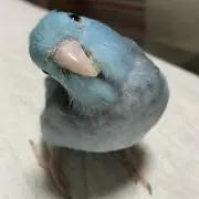 akiの画像