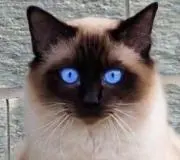 テンシェロの画像