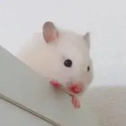 Sui *の画像