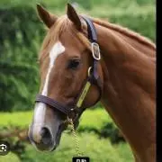 オルフェーブルの画像