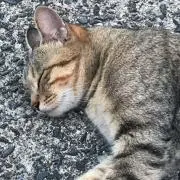 ocharu219の画像