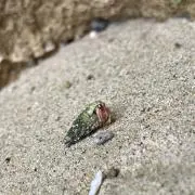カムイの画像