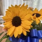 花ちゃんの画像