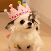 はっちの画像