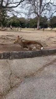 くりり