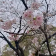 めいちゃん
