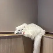すけけ