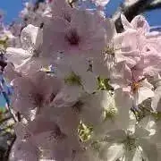 akubiの画像