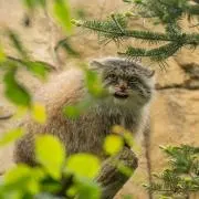 Ross-Tech Micro-CAN VDCSコーディングケーブル 正規品 - メルカリ