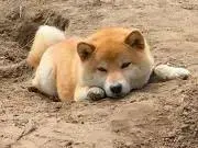たなか