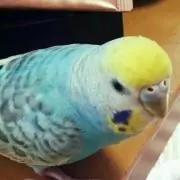 ピーちゃん