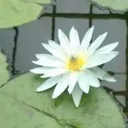 ろくしーの画像