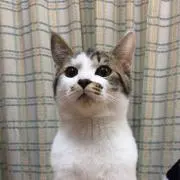 たかぴー
