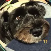 コブ