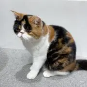 めんまの画像