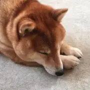 yyの画像