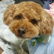 Qoo