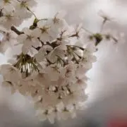 あい