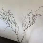 たろす