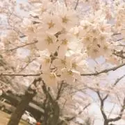 まめの画像