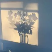 SYの画像