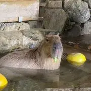 ずー